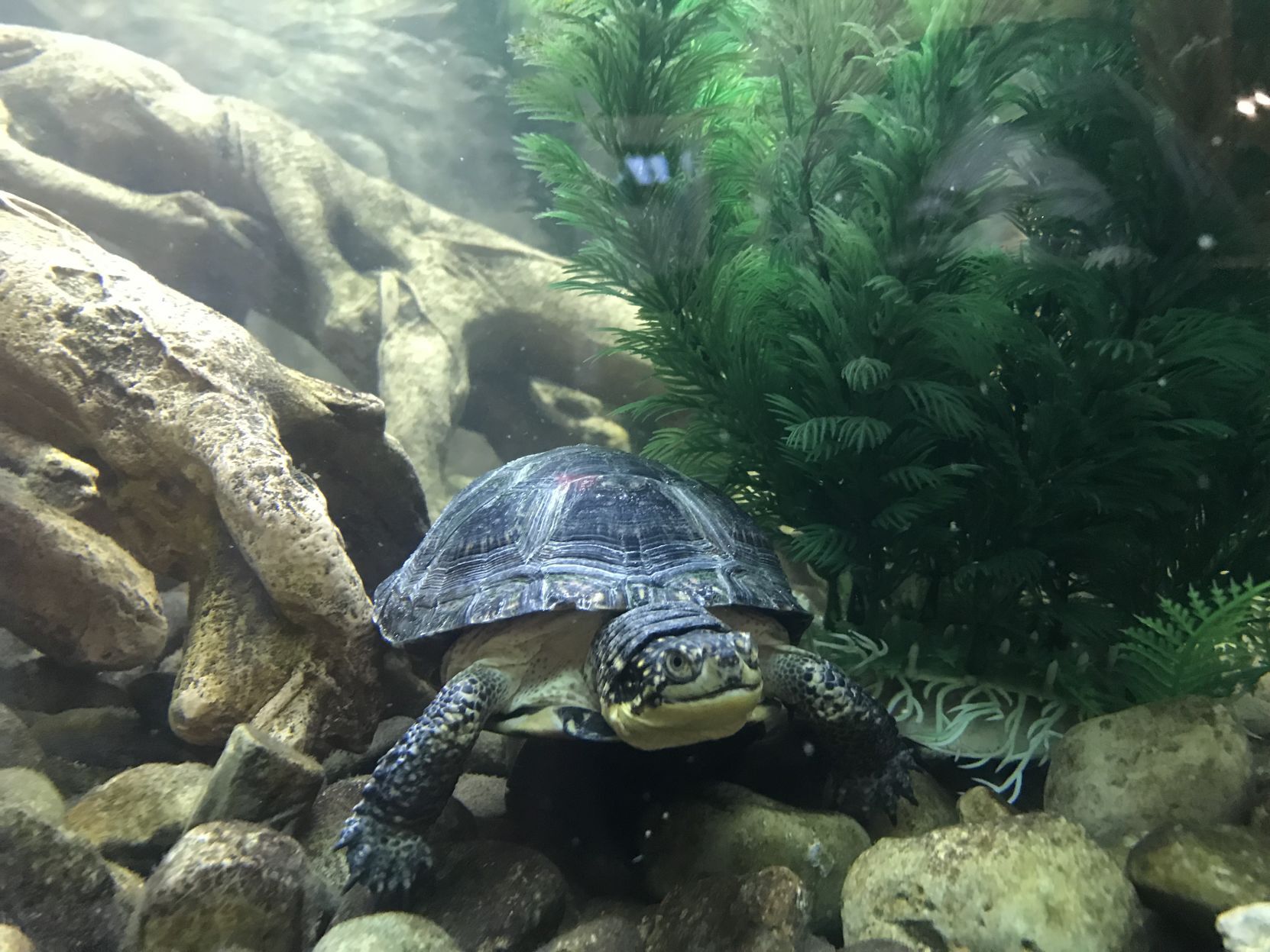 Things to do Turtles